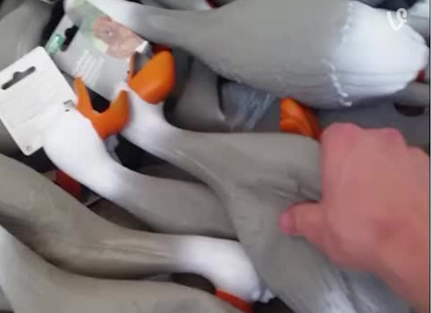 DUCK ARMY VINE!