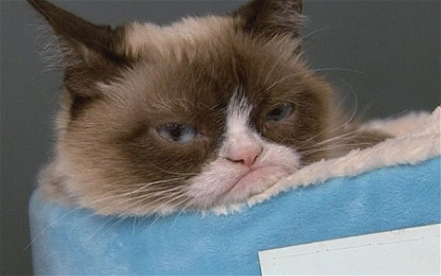 Grumpy Cat Has Made Her Owner Almost $100 Million In Just Two Years